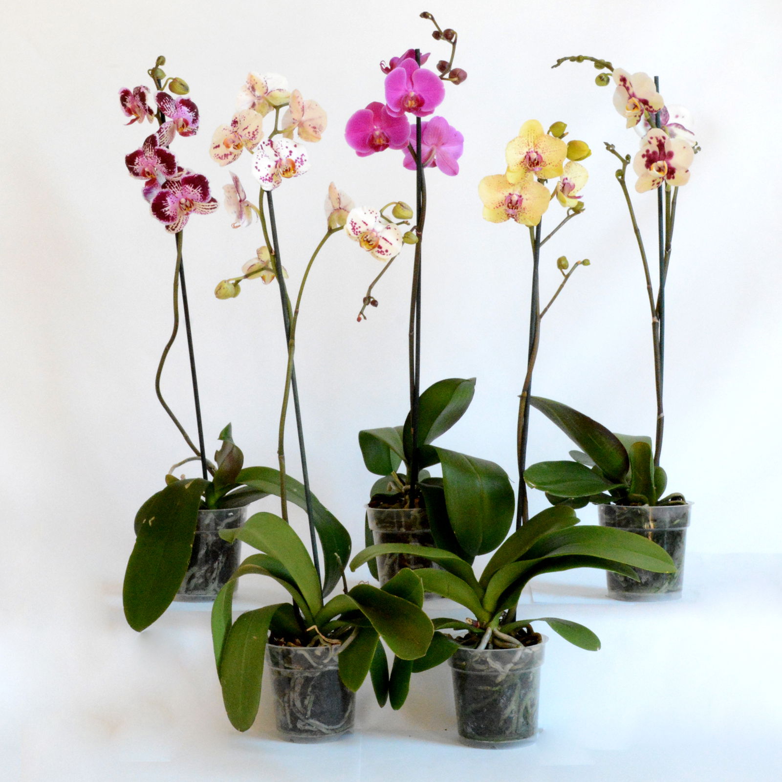 Vazoninis augalas falenopsis Ø 12 60 cm lot PHALAENOPSIS MIX 1