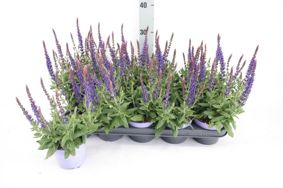 Lauko augalas šalavijas Ø 12 25 30 cm lot SALVIA NEMOROSA MIX