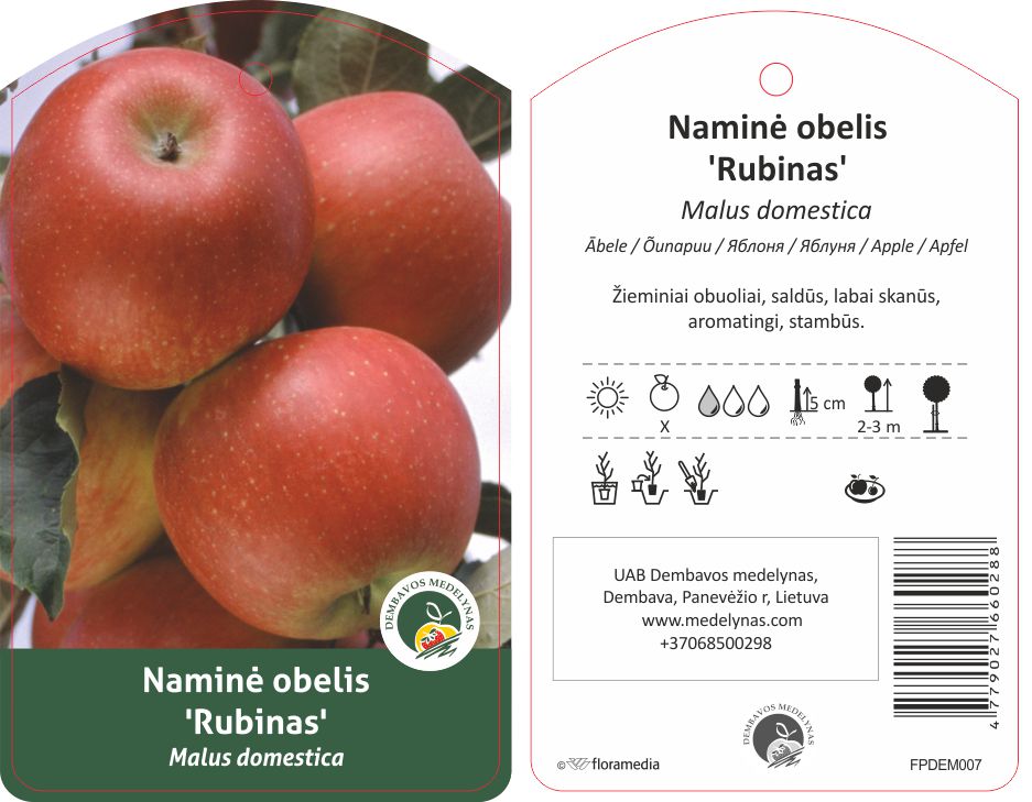 Vaismedis obelis RUBIN, lot. MALUS DOMESTICA-0