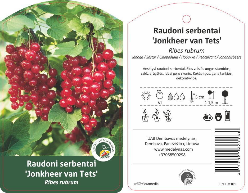 Vaiskrūmis serbentas Jonker van test, lot. RIBES-0