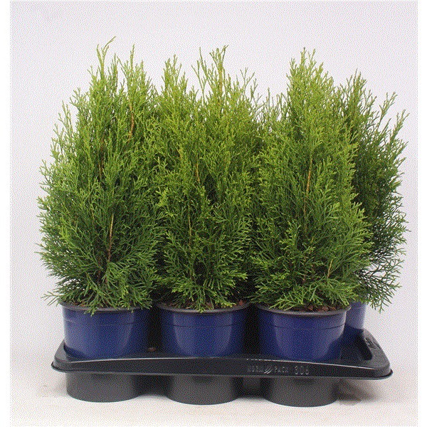 Lauko augalas Tuja SMARAGD, Ø 17, 60 cm , lot. Thuja SMARAGD-0