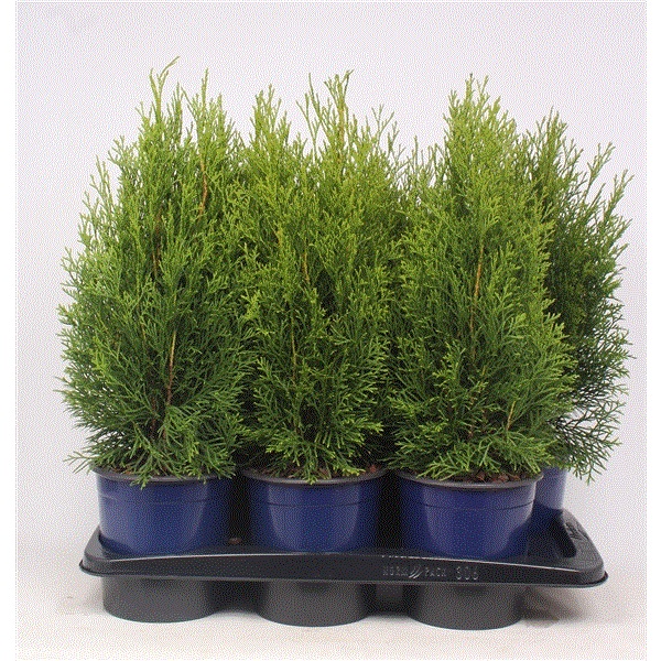 Lauko augalas Tuja SMARAGD, Ø 17, 60 cm , lot. Thuja SMARAGD-0