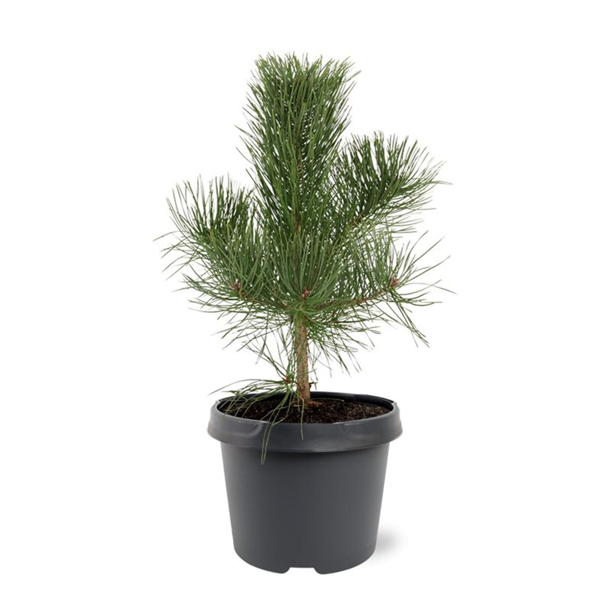Lauko augalas juodoji pušis, Ø 19, 45 - 55 cm, lot. Pinus nigra nigra