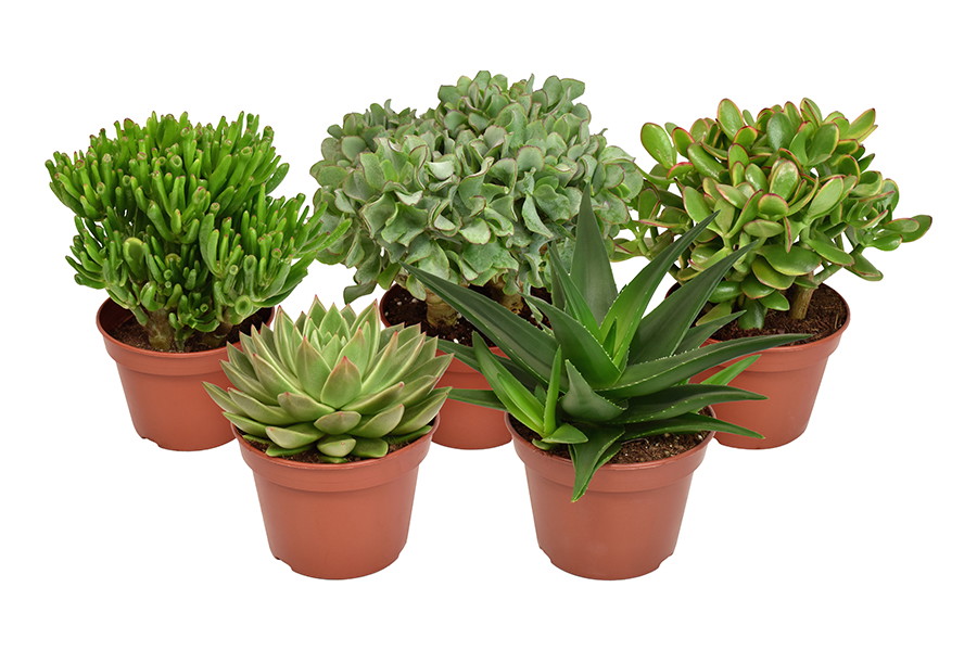 Vazoninis augalas sukulentas, Ø 14, 20 cm, lot. SUCCULENTUS-0