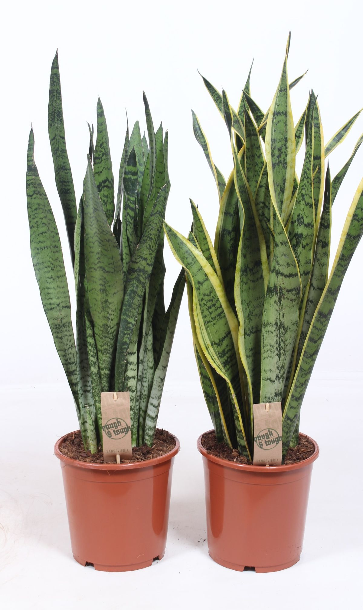 Vazoninis augalas sansevjera, Ø21, 80 - 90 cm, lot. SANSEVIERIA