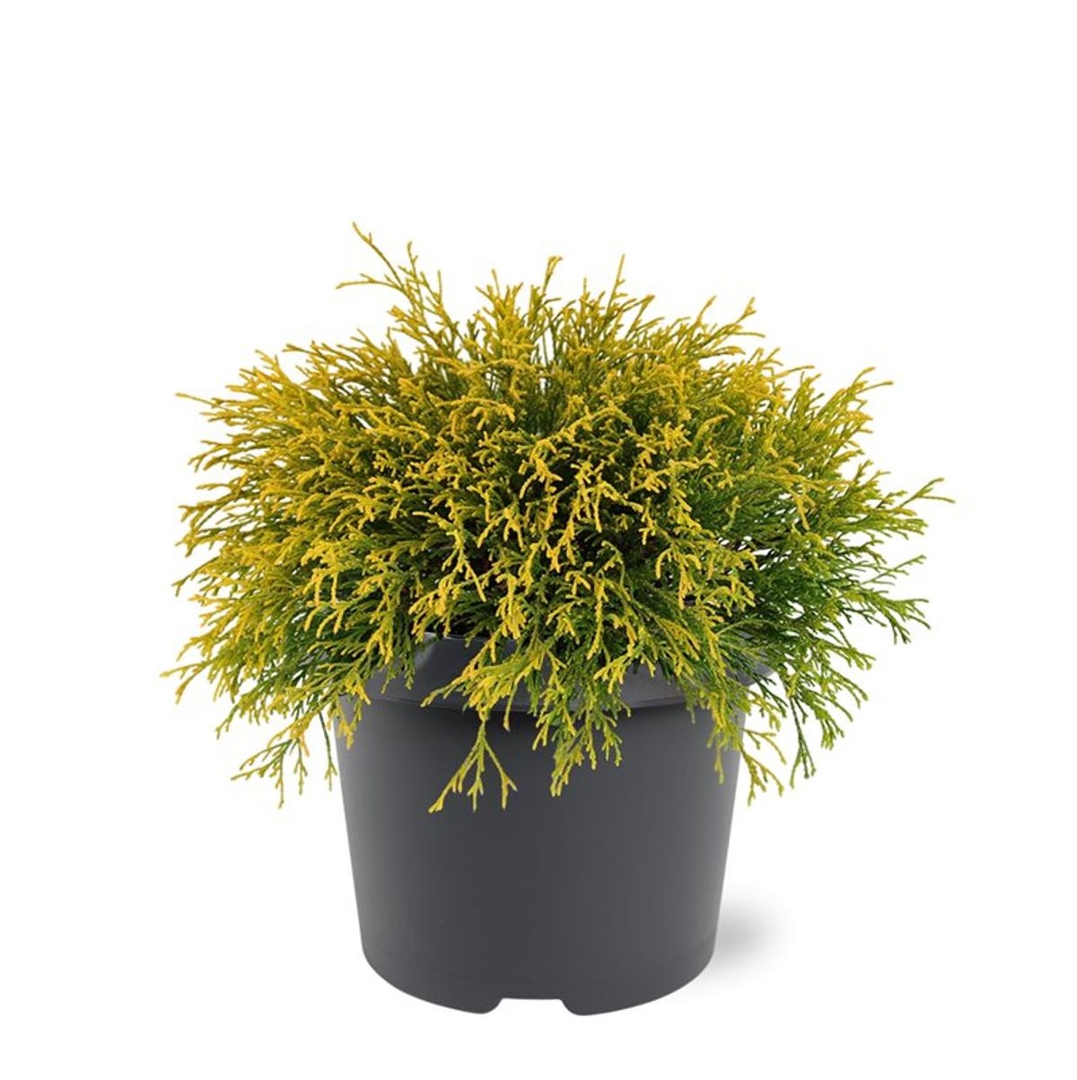 Lauko augalas puskiparisis, Ø 19, 30 cm, lot. Chamaecyparis pis. Filifera Aurea-0