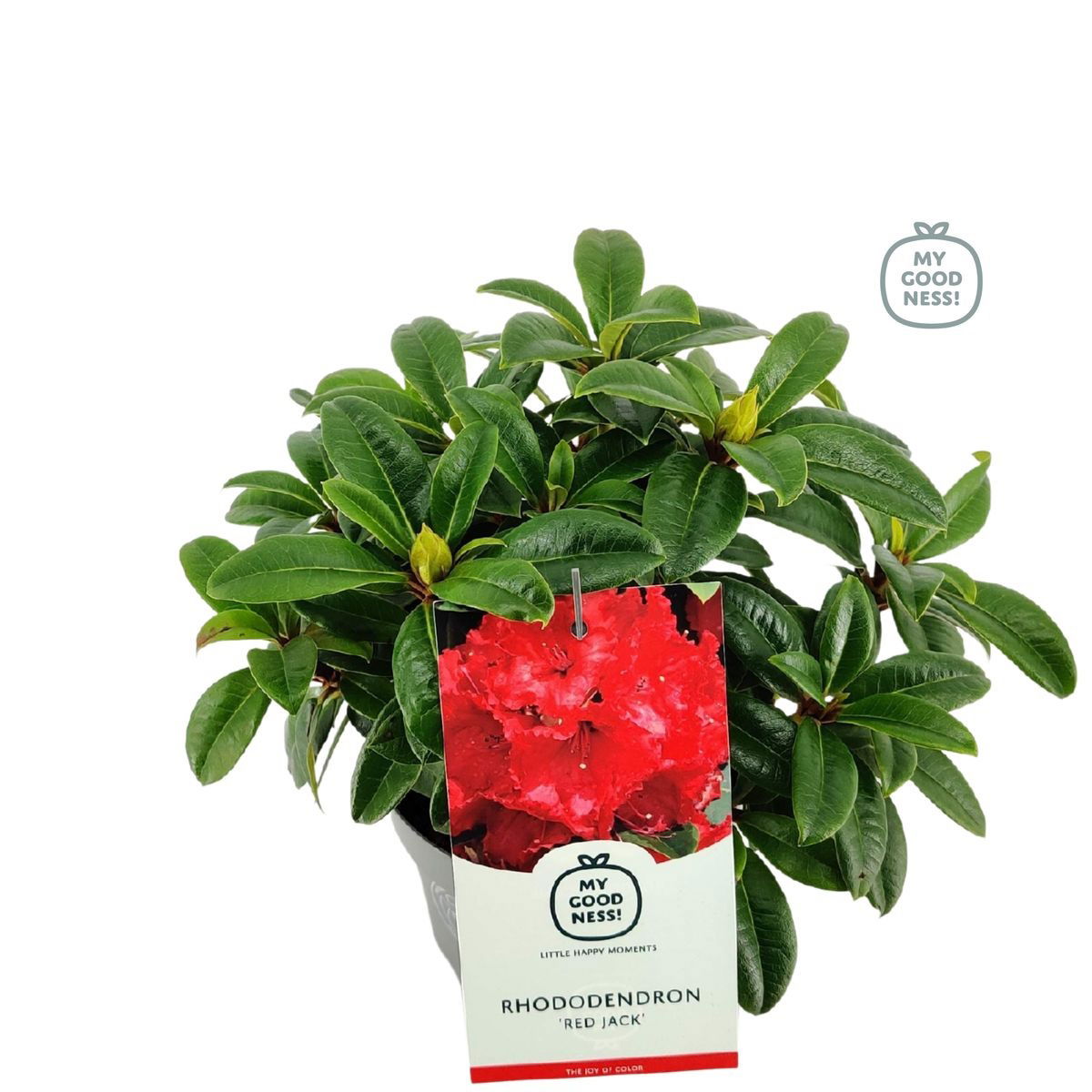 Lauko augalas rododendras, Ø 17, 25 cm, lot. Rhododendron Japanse Azalea Geisha mix-0