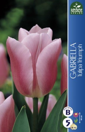 Tulpių svogūnėliai, lot. Tulipa Gabriella, 5 vnt.
