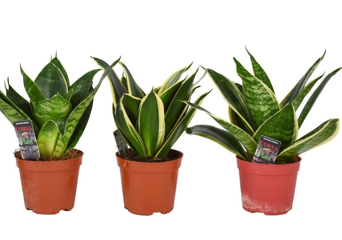 Vazoninis augalas sansevjera, Ø 9, 30 cm, lot. Sansevieria mix-0