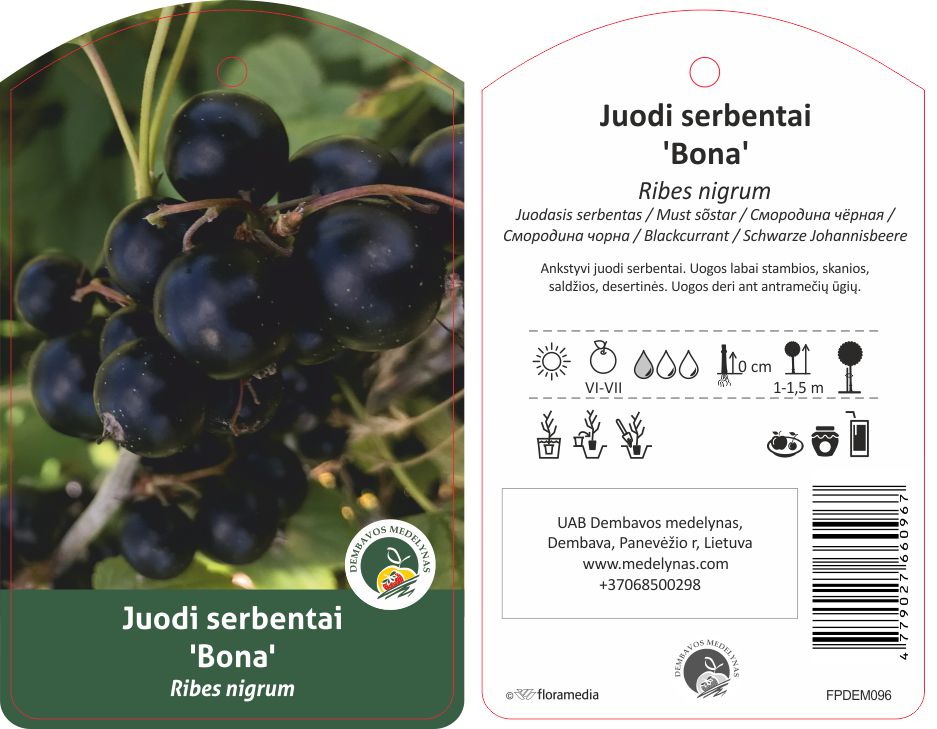 Vaiskrūmis serbentas BONA, lot. RIBES-1