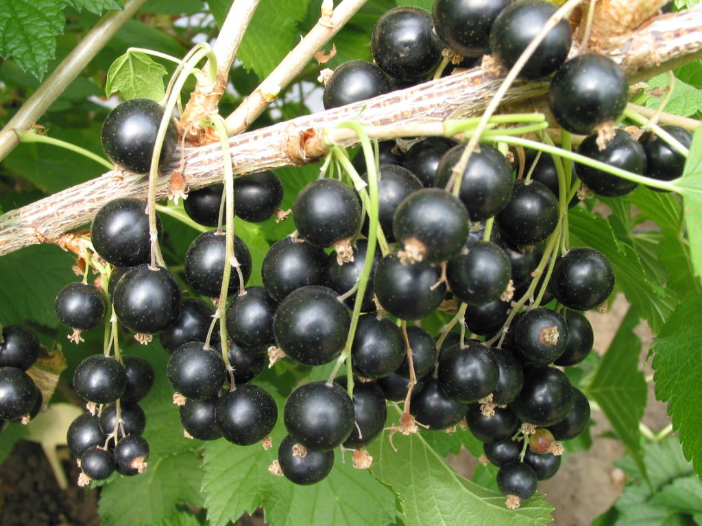 Vaiskrūmis serbentas BONA, lot. RIBES-0