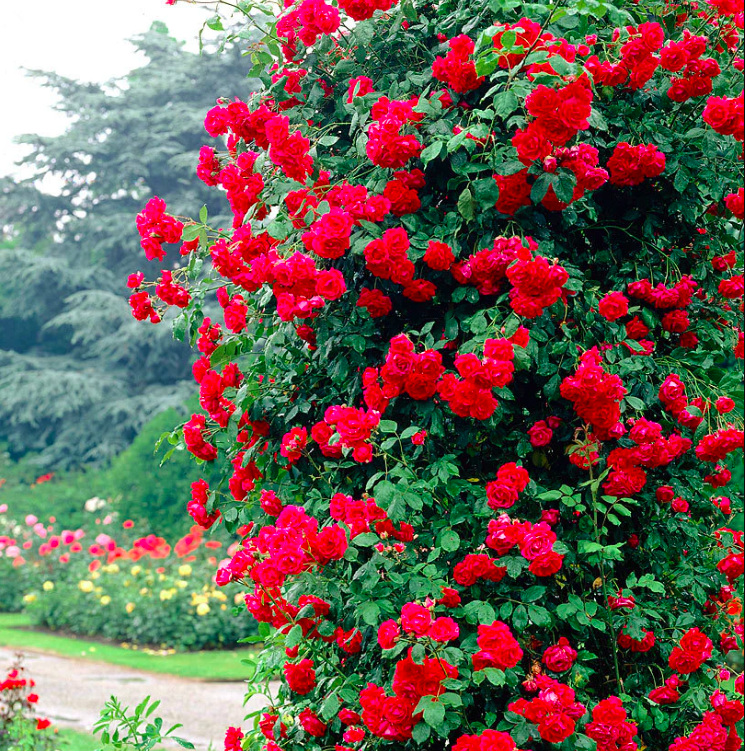 Lauko augalas vijoklinė rožė PAUL'S SCARLET CLIMBER, lot. ROSA CLIMBING