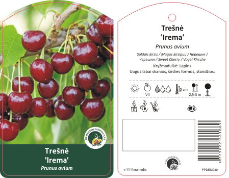 Vaismedis trešnė IREMA, lot. PRUNUS AVIUM-0
