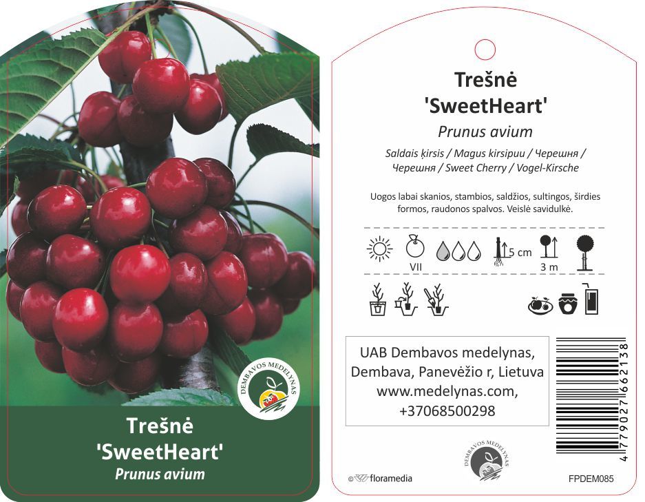 Vaismedis trešnė SWEET HEART-0