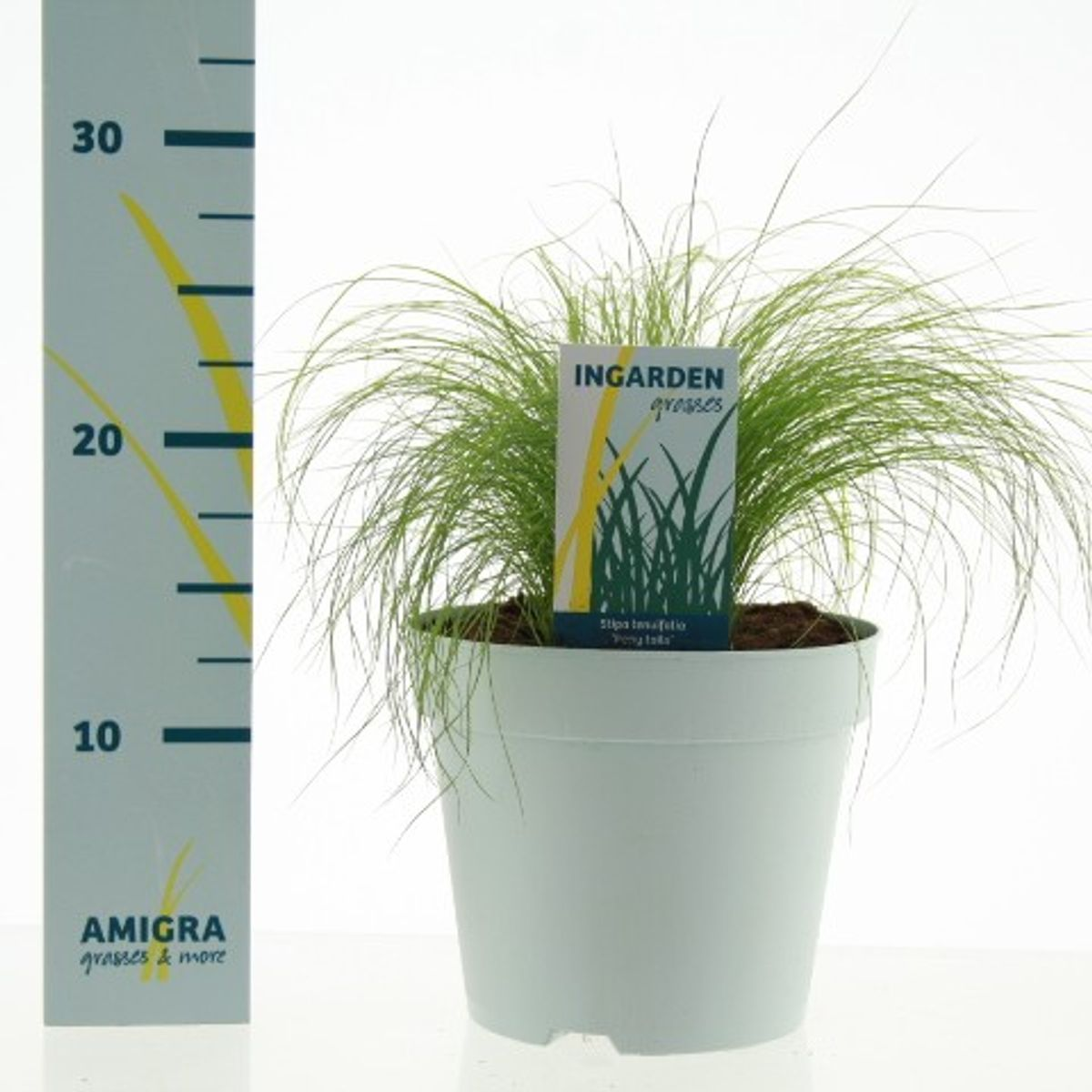 Lauko augalas ašuotė, Ø 17, 40 cm, lot. Stipa tenuifolia Pony tails-0