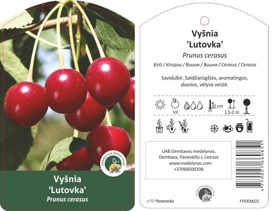 Vaismedis vyšnia LUTOVKA, lot. PRUNUS CERASUS