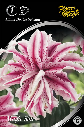 Lelijų svogūnėlis, lot. LILIUM MAGIC STAR