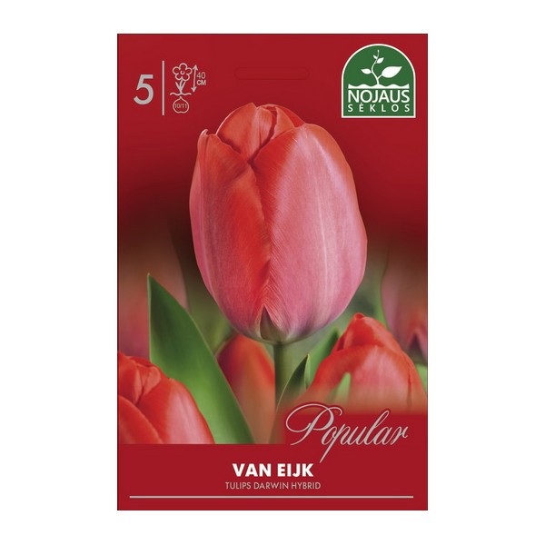 Tulpių svogūnėliai, lot. TULIPA VAN EIJK, 5 vnt-0