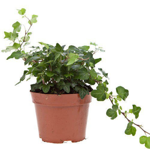 Lauko augalas šviesioji hortenzija, Ø 19, 40 cm, lot. Hydrangea arb. Annabelle-0