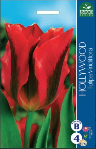 Tulpių svogūnėliai, lot. TULIPA HOLLYWOOD, 4 vnt-0