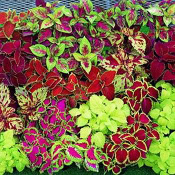 Lauko augalas margenis, Ø 10, 20 cm, lot. COLEUS