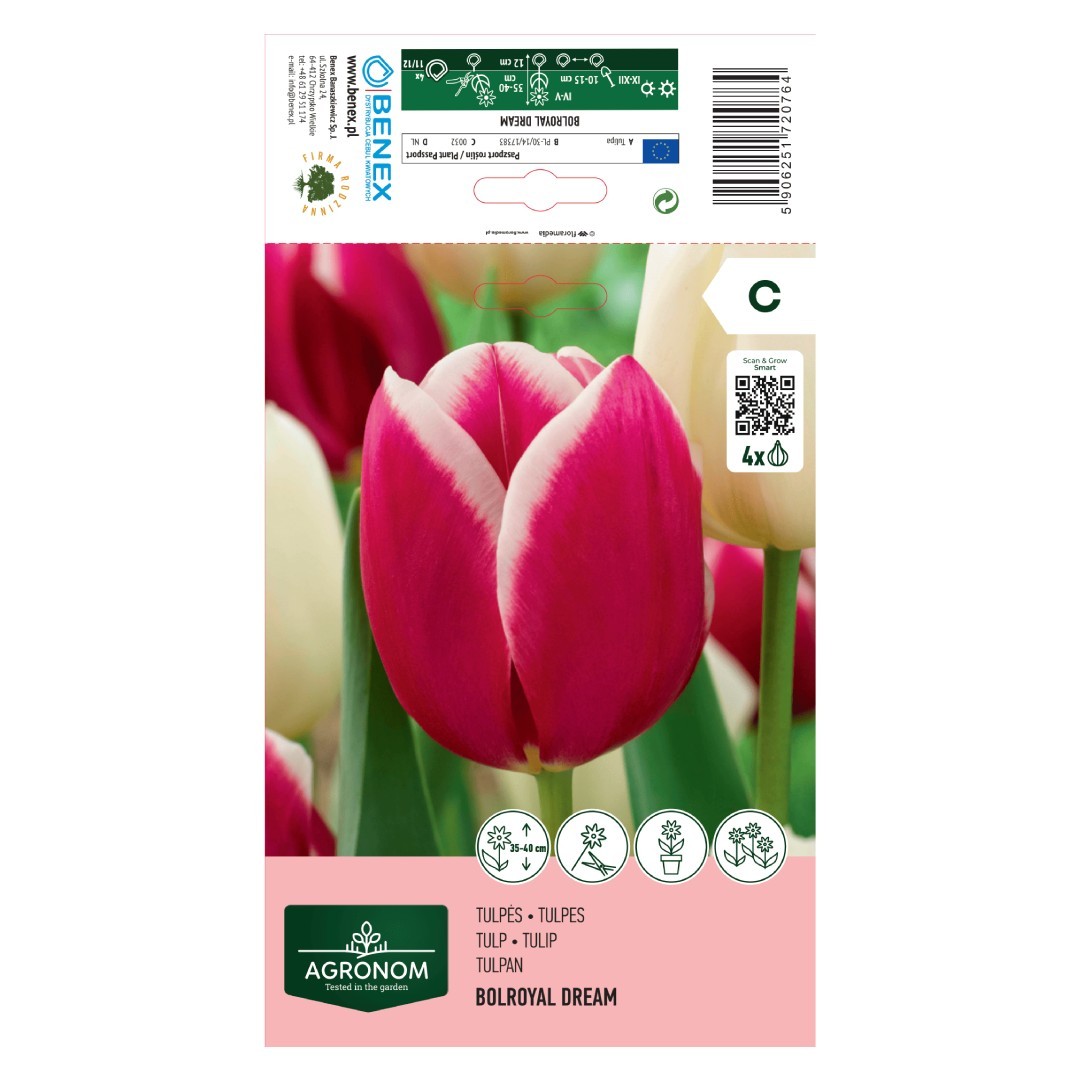 Tulpių svogūnėliai, lot. TULIPA BOLROYAL DREAM, 4 vnt-0