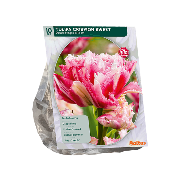 Tulpių svogūnėliai, lot. TULIPA DUBBEL CRISPION SWEET, 10 vnt-0
