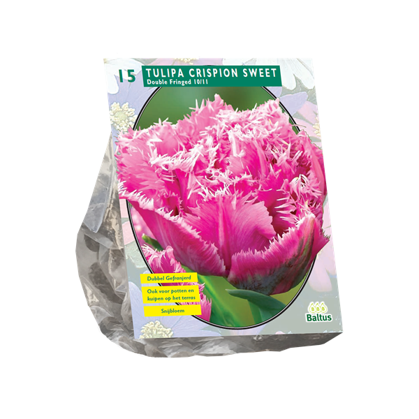 Tulpių svogūnėliai, lot. TULIPA DUBBEL CRISPION SWEET, 10 vnt-0