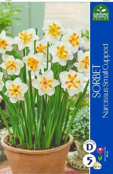 Narcizų svogūnėliai, lot. NARCISSUS SORBET, 4 vnt-0