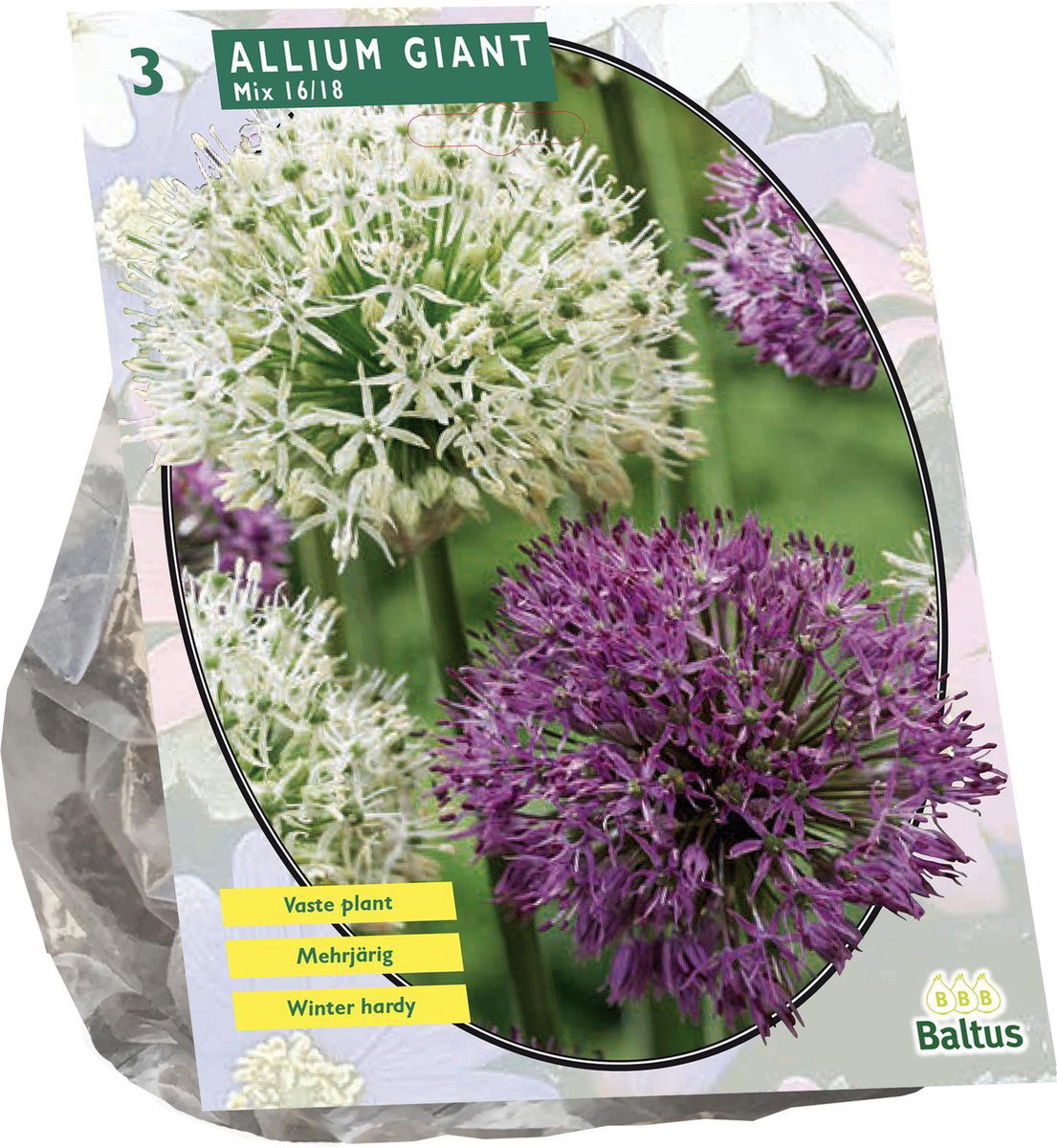 Dekoratyvinio česnako svogūnėliai, lot. ALLIUM GIANT MIX, 3 vnt-0