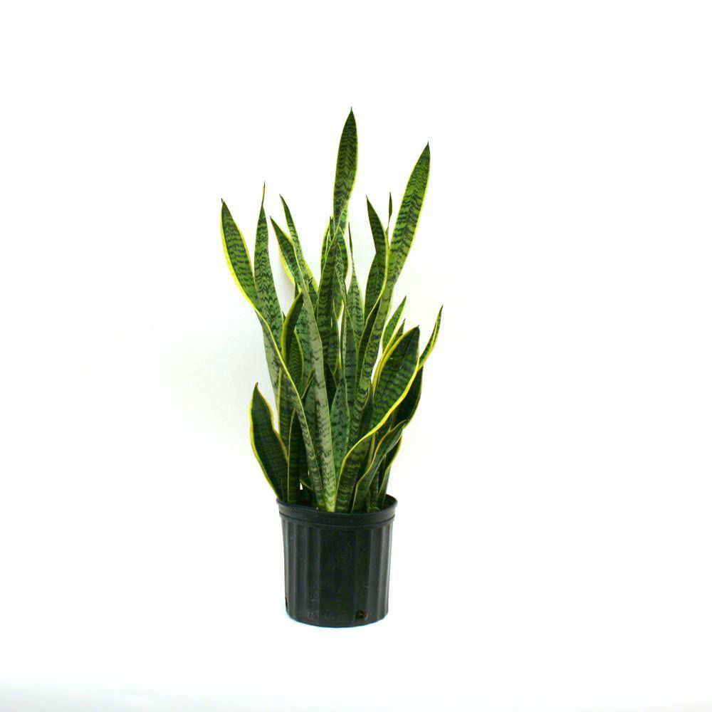 Vazoninis augalas sansevjera, Ø 12, 40 cm, lot. SANSEVIERIA CYLIND