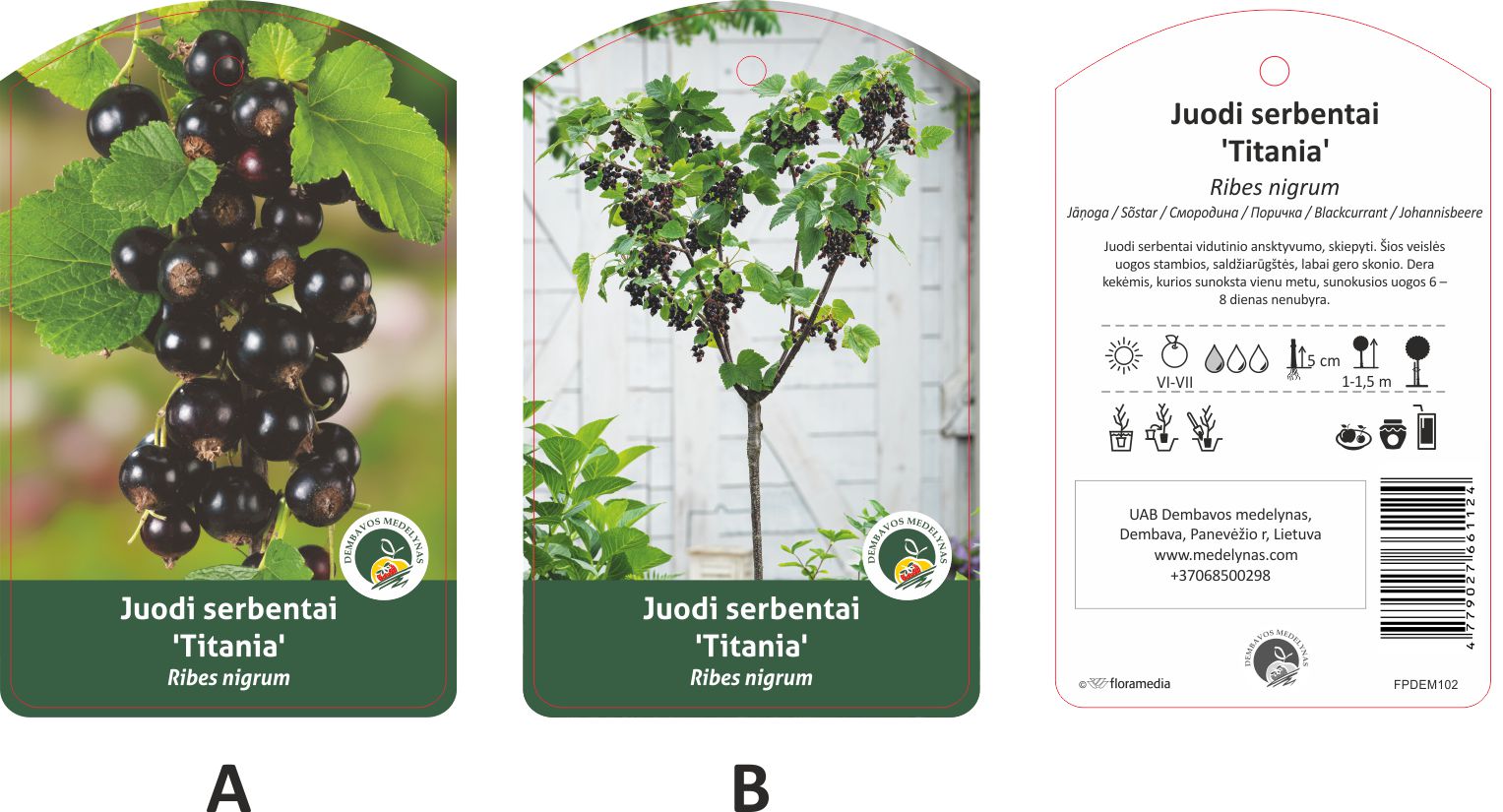 Vaiskrūmis serbentas, skiepytas, TITANIJA, lot. RIBES-0