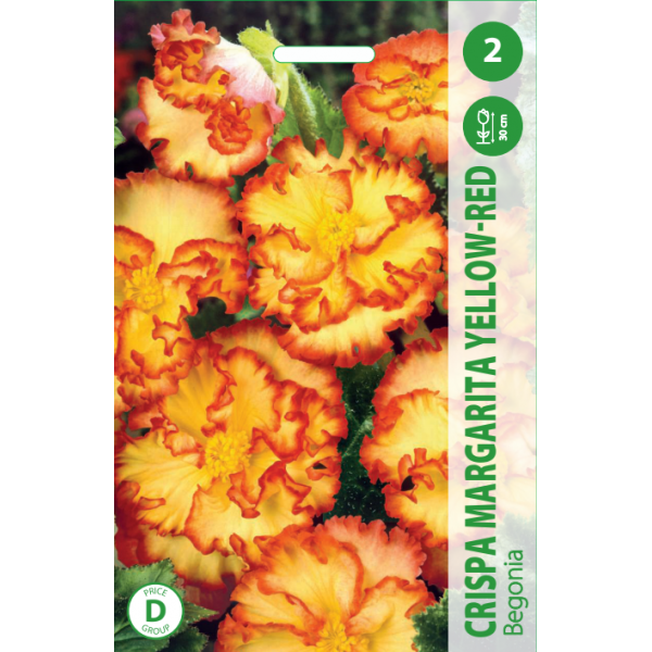 Begonijų svogūnėliai, lot. BEGONIA CRISPA MARGARITA YELLOW - RED, 2 vnt-0