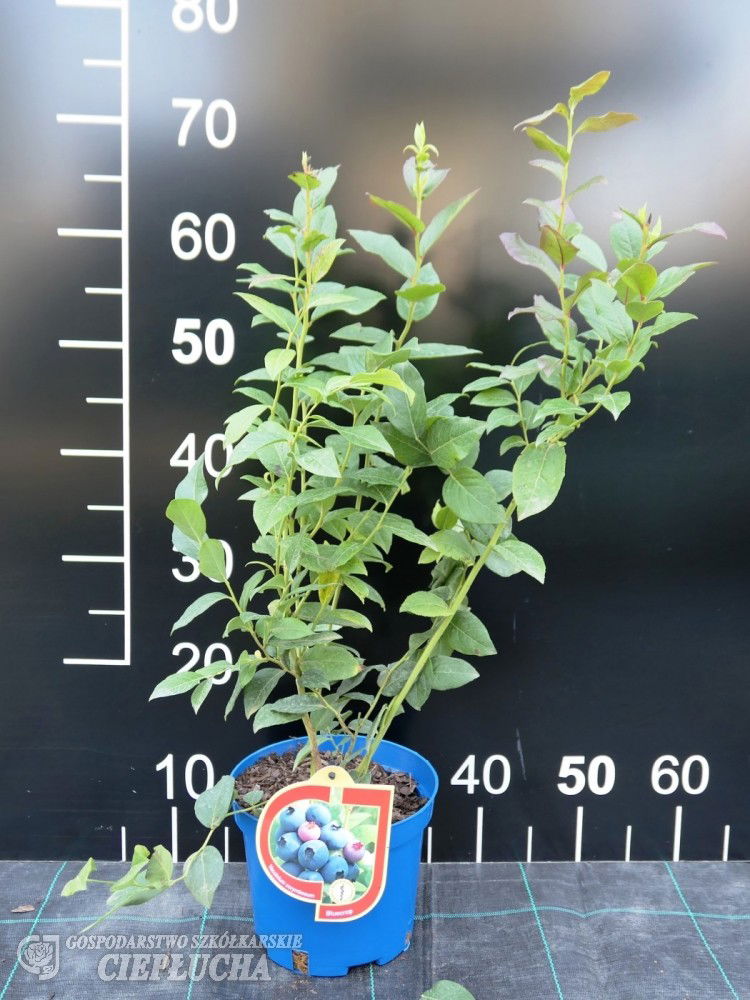 Vaiskrūmis šilauogė, C 5,  Ø 22, 50 - 60 cm, lot. VACCINIUMM-0