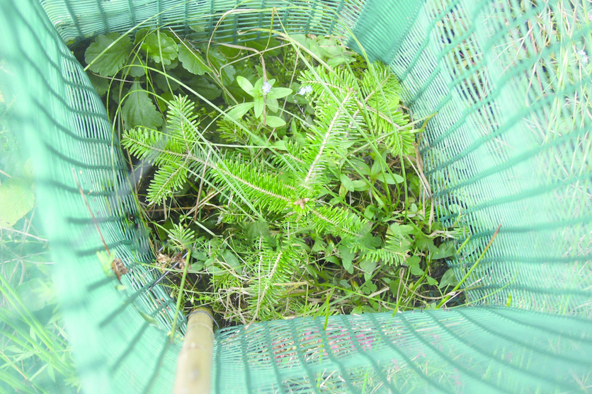 Apsauginis tinklas medeliams SHELTER FR3, 10 x 10 mm, 120 cm-1