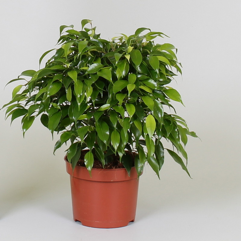 Vazoninis augalas fikusas, Ø 12, 25 cm, lot. FICUS BEN. GREEN KINKY-0