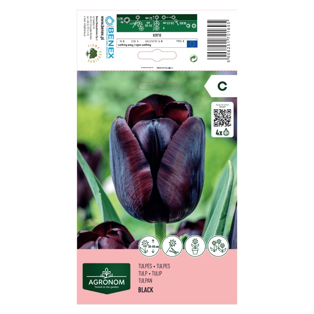 Tulpių svogūnėliai, lot. TULIPA BLACK, 4 vnt-0