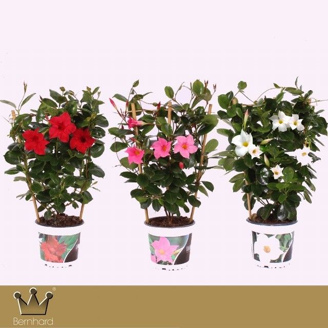 Lauko augalas Mandevila, Ø 23, 45 cm, lot. Mandevilla-0