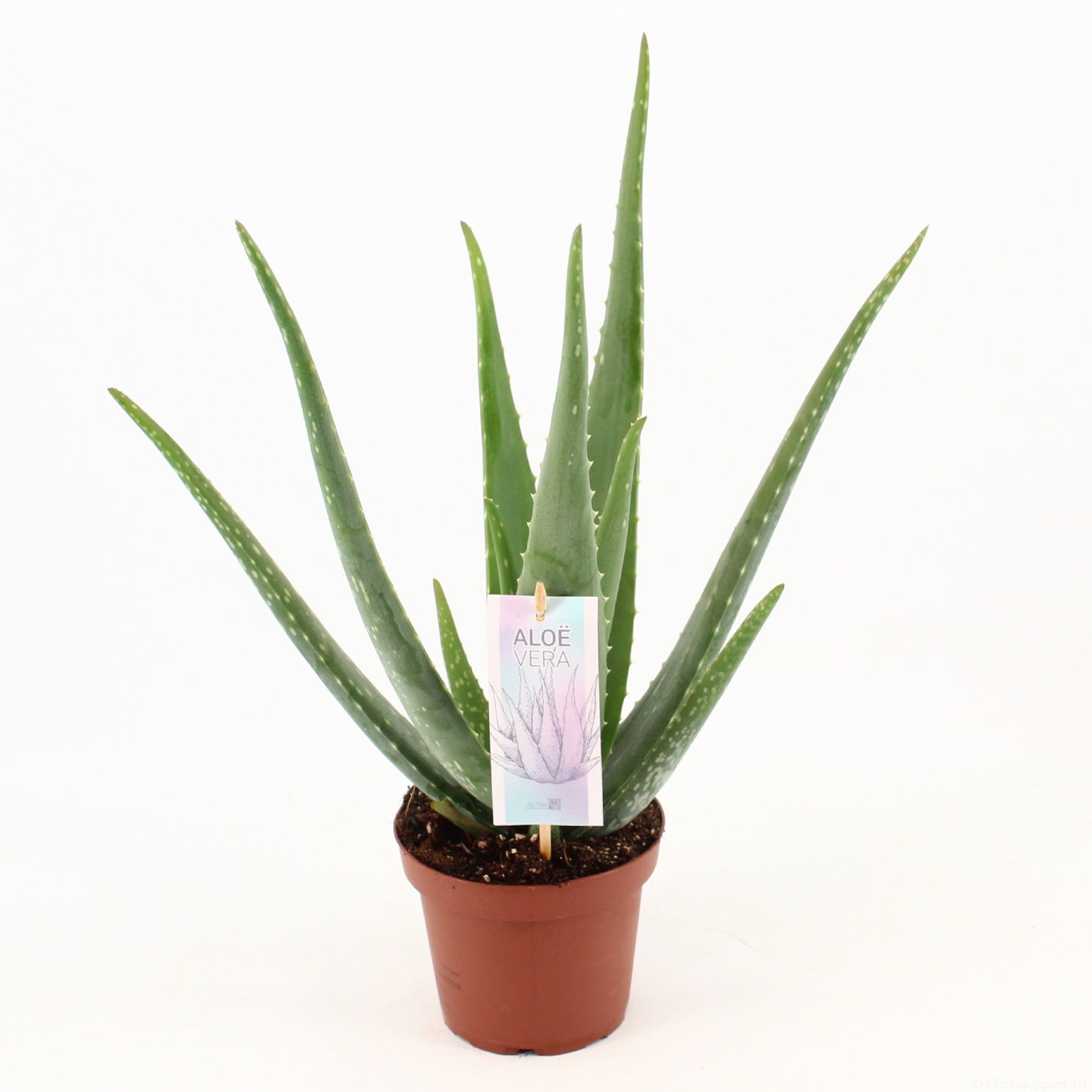 Vazoninis augalas alavijas, Ø 14, 50 cm, lot. ALOE VERA