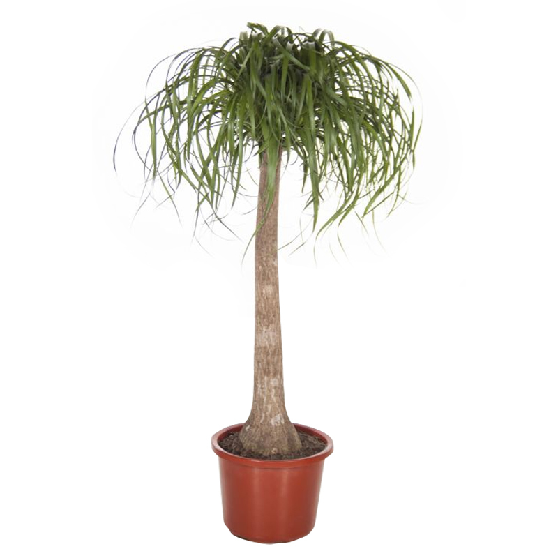 Vazoninis augalas Karpažolė, Ø 17, 40 cm, lot. Euphorbia-0