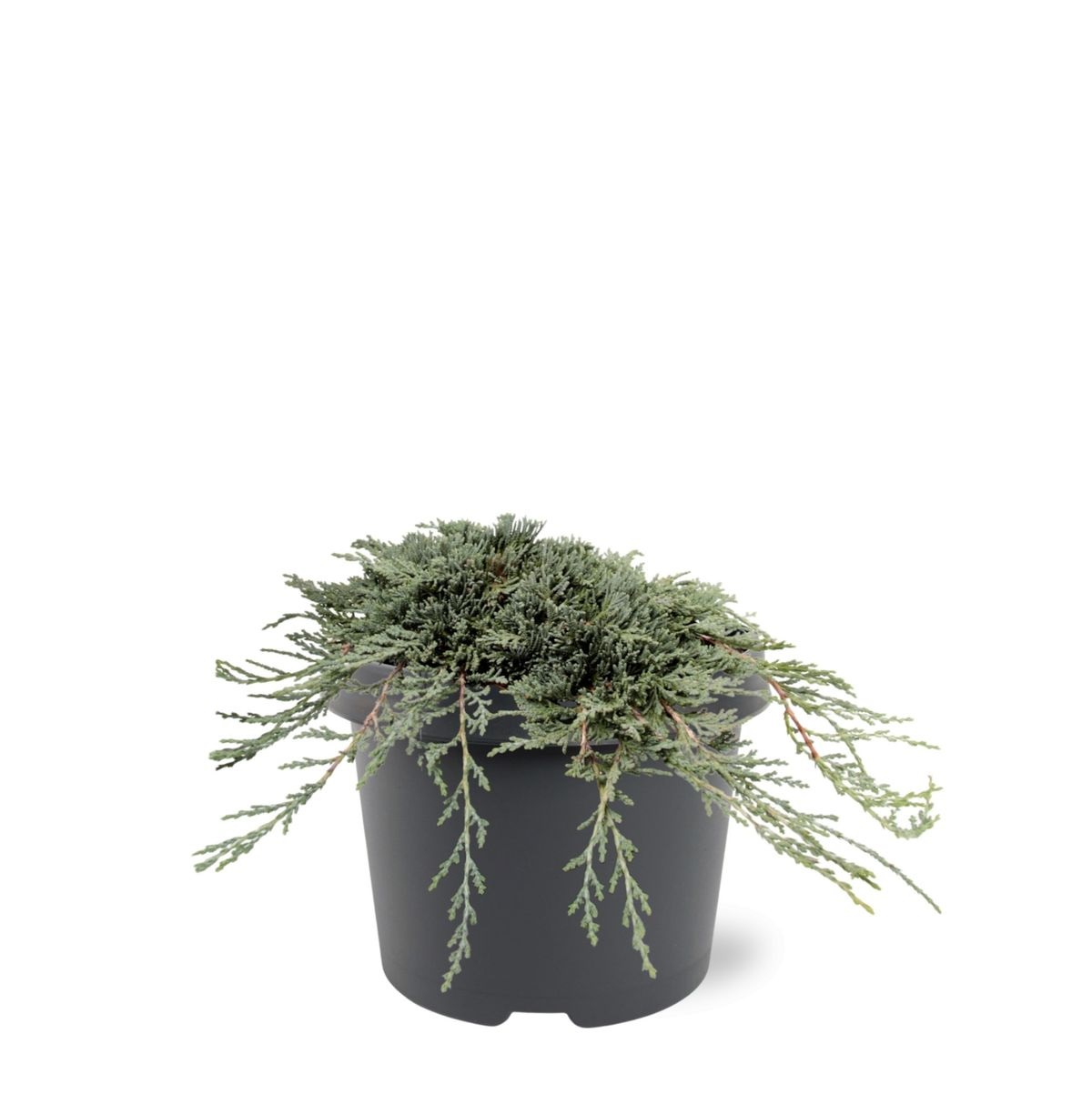 Lauko augalas horizontalusis kadagys, Ø 19, 25 cm, lot. Juniperus horiz. Icee Blue-0