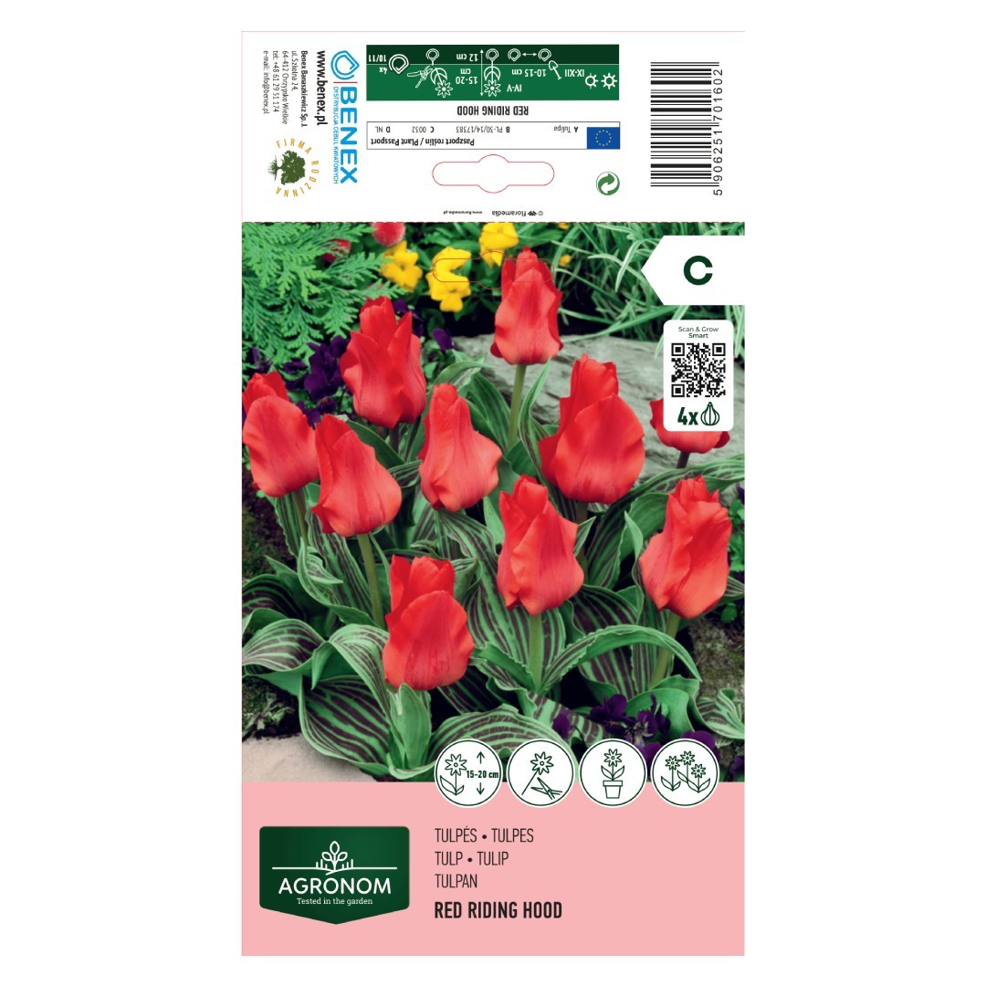 Tulpių svogūnėliai, lot. TULIPA RED REDDING HOOD, 4 vnt-0