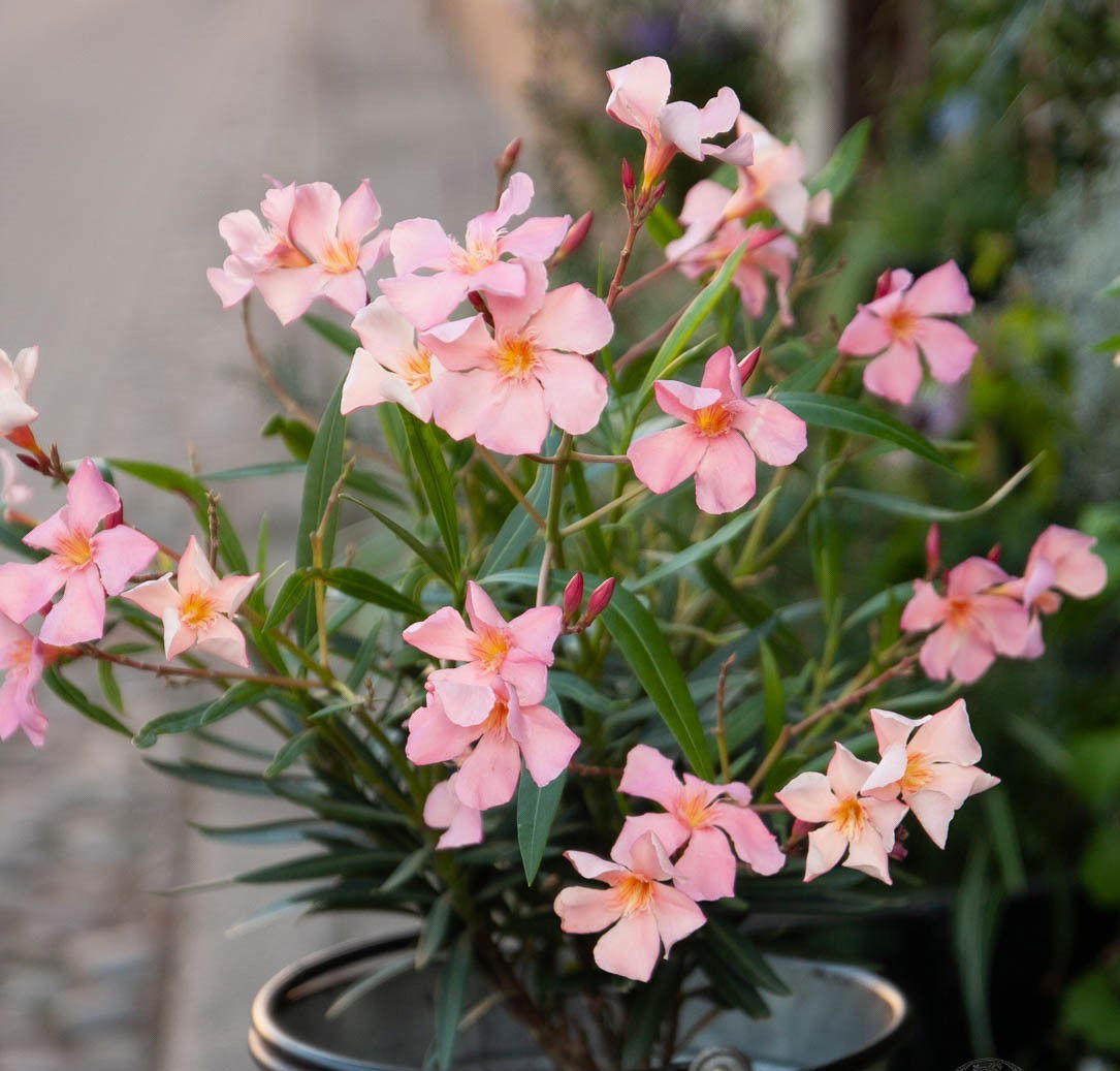 Lauko augalas Oleandras, Ø 17, 55 cm, lot. Nerium oleander-0