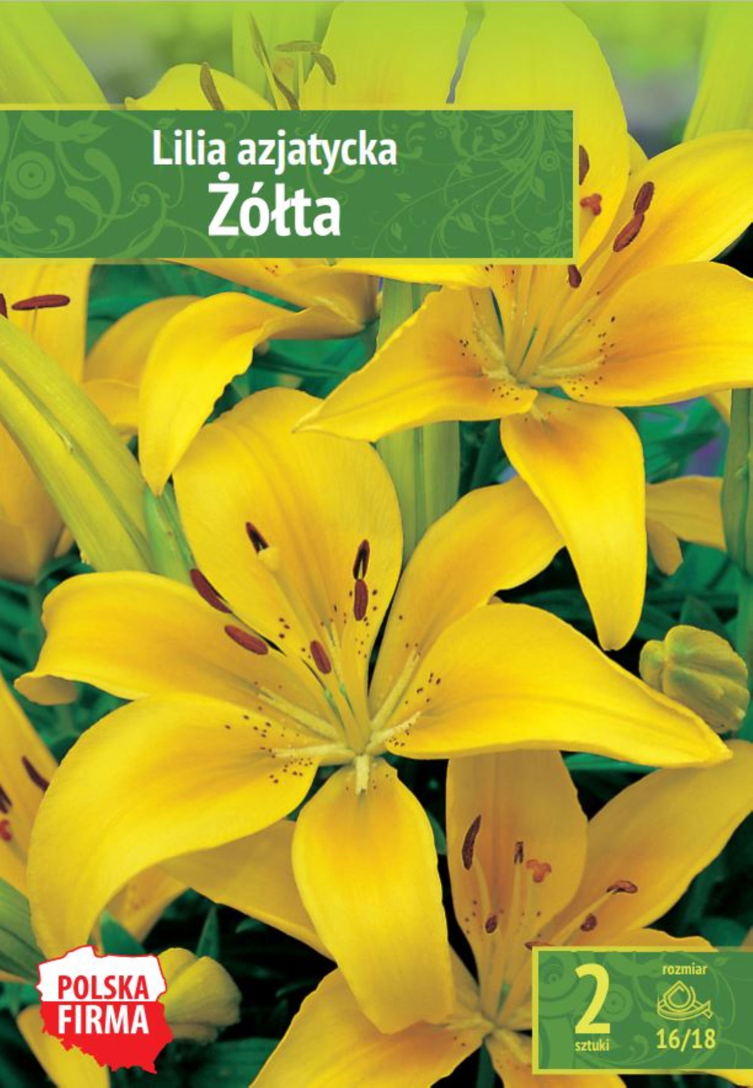 Azijinių lelijų svogūnėliai, lot. BRODIAEA YELLOW, 2 vnt