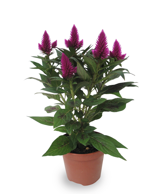 Lauko augalas celiozija, Ø 12, 40 cm, lot. CELOSIA PLUM FLORIOSA MIX-0