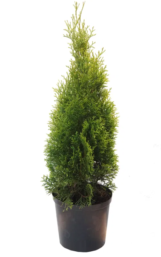 Lauko augalas tuja,  Ø 28, 140-160 cm, lot. Thuja Smaragd-0