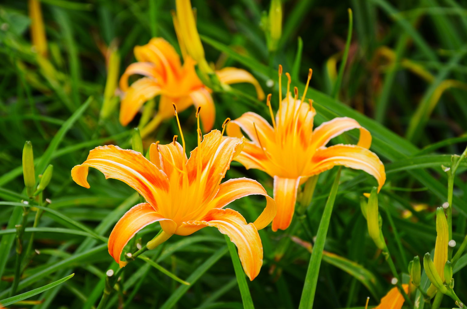 Lauko augalas viendienė, Ø 11, 25 cm, lot. HEMEROCALLIS MIX-0