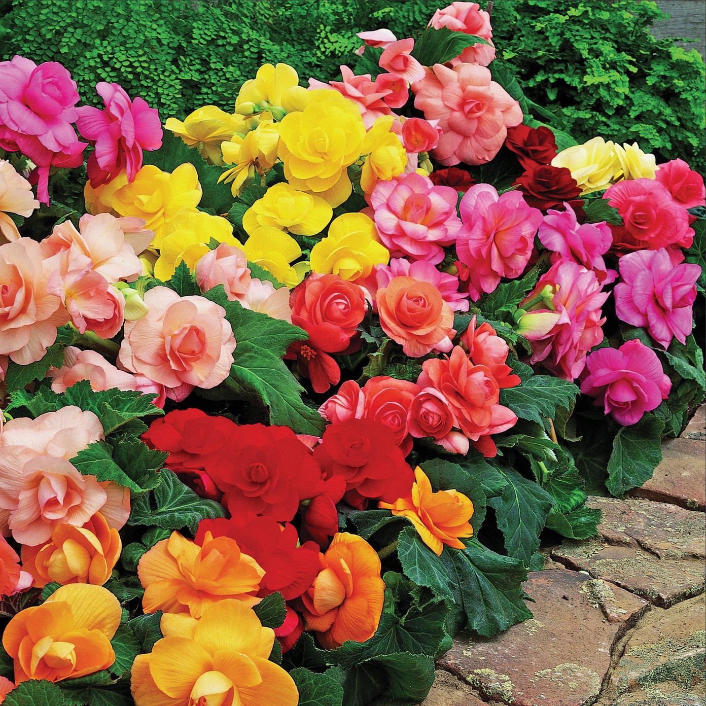 Vazoninis augalas begonija, Ø 14, 28 cm, lot. Begonia mix-0