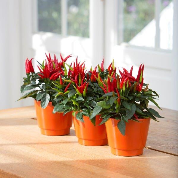 Vazoninis augalas dekoratyvinė paprika, Ø 10,5, 15 cm lot. CAPSICUM SALSA
