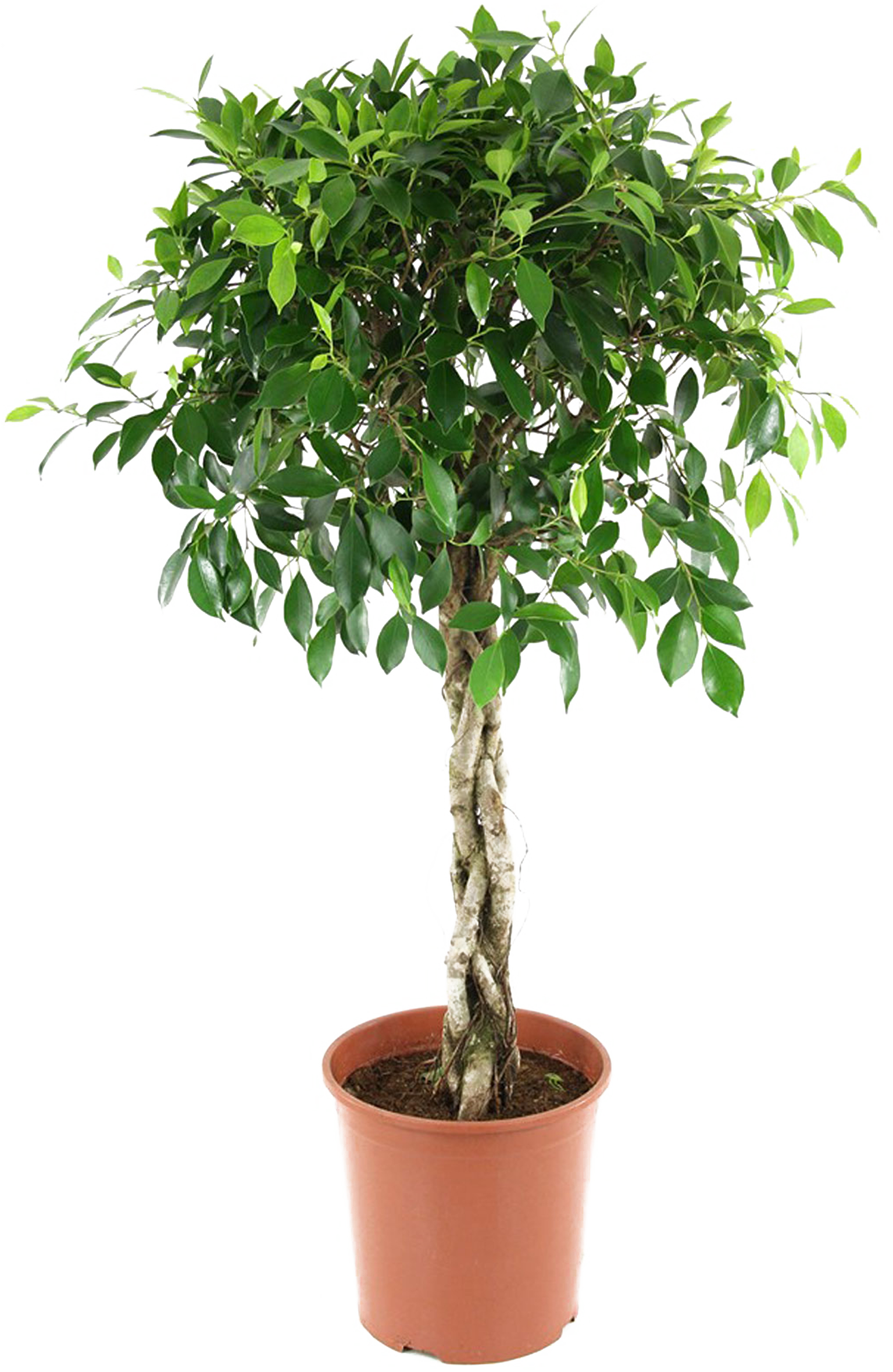 Vazoninis augalas bengalijos fikusas, Ø 21, 100 cm, lot. Ficus benghalensis Joy-0
